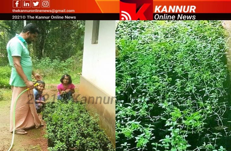 പ്രമേഹരോഗികള്‍ക്കുംഇനി ധൈര്യമായി മധുരം കഴിക്കാം–മധുരതുളസി കൃഷിയുമായി ഷാജി-