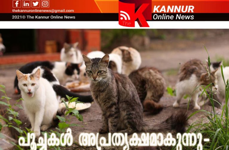 പൂച്ചകള്‍ അപ്രത്യക്ഷമാകുന്നു-മ്യാവൂശബ്ദം കേള്‍ക്കാതായി-