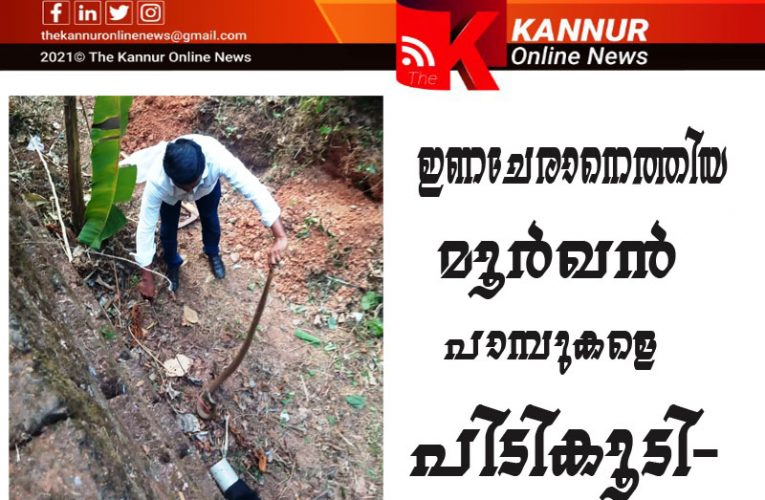 ഇണചേരാനെത്തിയ പാമ്പുകളെ പിടികൂടി- ആവാസവ്യവസ്ഥയില്‍ വിട്ടയച്ചു-