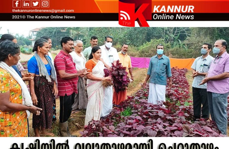 കൃഷിയില്‍ വലുതാഴമായി ചെറുതാഴം–എല്ലാ വീട്ടിലും പച്ചക്കറി-