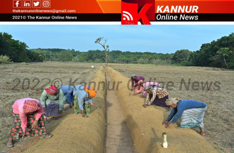 ആണിത്തോട് കയര്‍ഭൂവസ്ത്രമണിഞ്ഞു—തീയ്യന്നൂര്‍ വയലില്‍ മണ്ണ്-ജലസംരക്ഷണപ്രവര്‍ത്തനത്തിന് തുടക്കം-