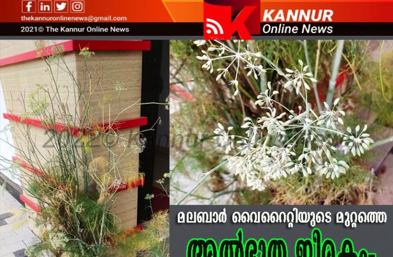 മലബാര്‍ വൈറൈറ്റിയുടെ മുറ്റത്തെ അല്‍ഭുത ജീരകം-