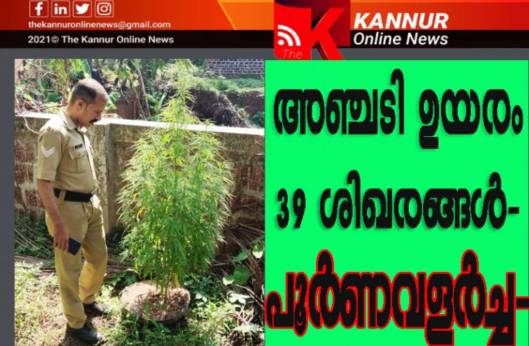 അഞ്ചടി ഉയരം–39 ശിഖരങ്ങള്‍–പൂര്‍ണവളര്‍ച്ച-