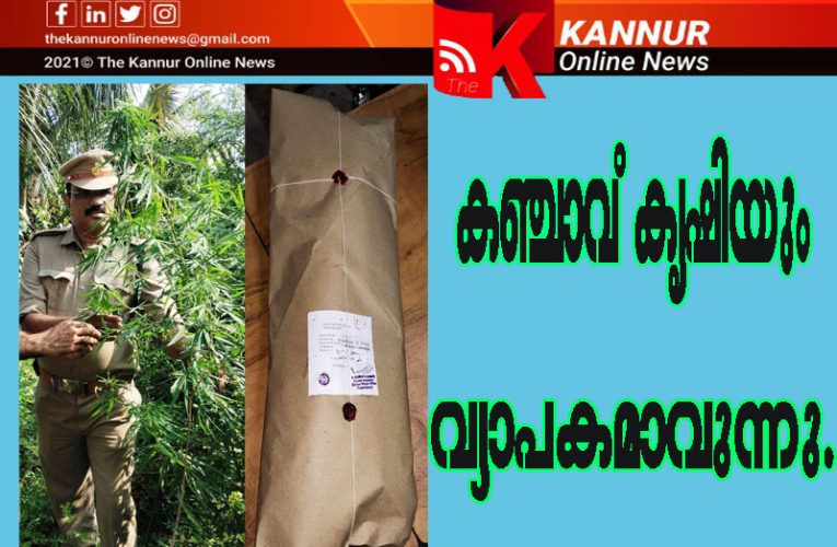 കഞ്ചാവ് ചെടികള്‍ വ്യാപകം-എക്‌സൈസ് പരിശോധന ഊര്‍ജ്ജിതം-