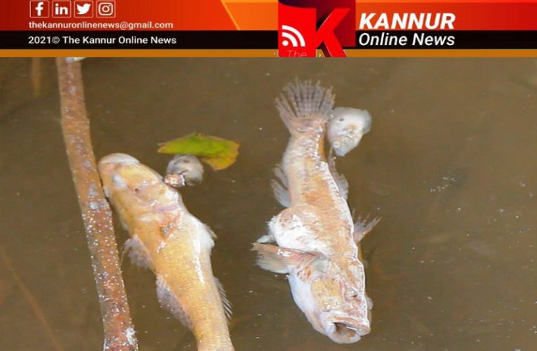 തോട്ടിലെ മീനുകള്‍ ചത്തുപൊങ്ങി-കക്കൂസ് മാലിന്യം ഒഴുക്കിയെന്ന് സംശയം.