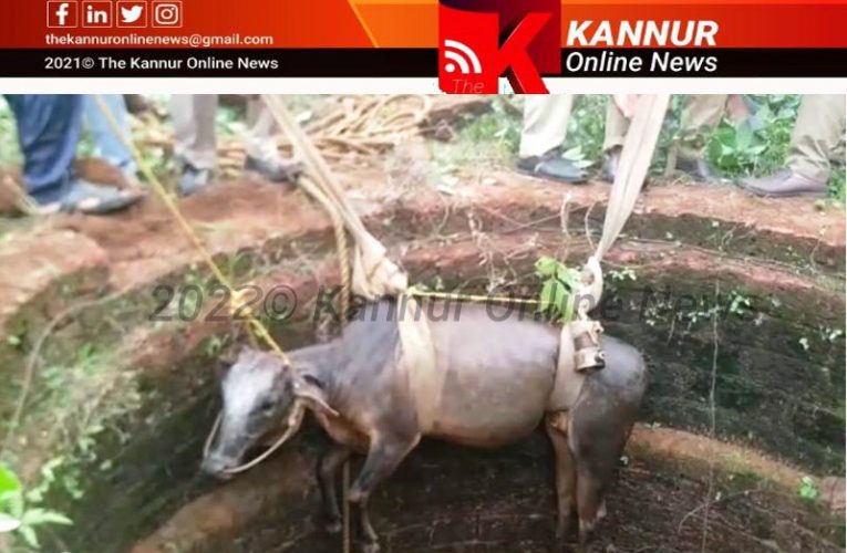 കിണറ്റില്‍  വീണ  പശുക്കുട്ടിയെ  അഗ്നിശമനസേന  രക്ഷപ്പെടുത്തി-