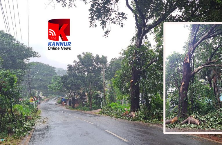 സംസ്ഥാനപാതയില്‍ കൂറ്റന്‍ മരത്തിന്റെ ശിഖരം പൊട്ടിവീണു, വന്‍ദുരന്തം ഒഴിവായി.