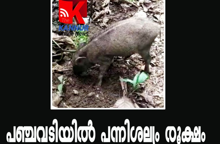 പകല്‍ നേരത്തും കാട്ടുപന്നികളുടെ സൈ്വര്യവിഹാരം-ജനങ്ങള്‍ ഭീതിയില്‍.