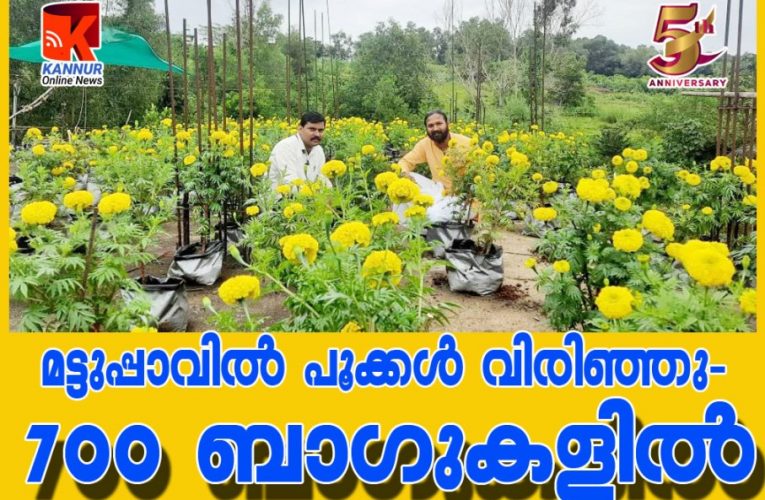 ടെറസില്‍ പൂകൃഷിപ്പാടം-ഓണാഘോഷത്തിന് നല്‍കാന്‍ സൗജന്യ പൂക്കള്‍ ഒരുക്കി ഷനിലും നിഷാന്തും.