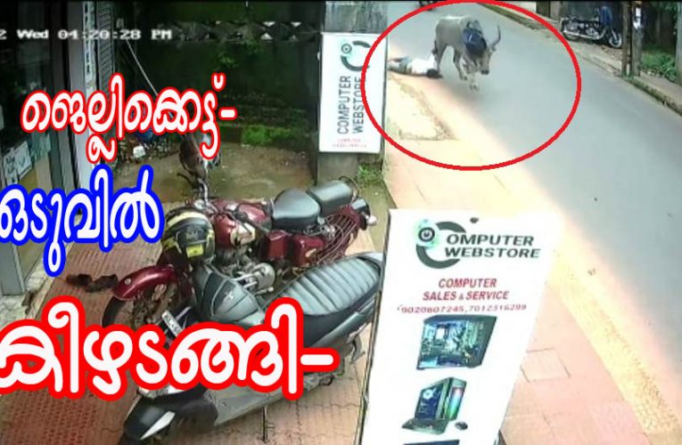 ജെല്ലിക്കെട്ട്   വീരന്‍ ഒടുവില്‍ പിടിയിലായി.