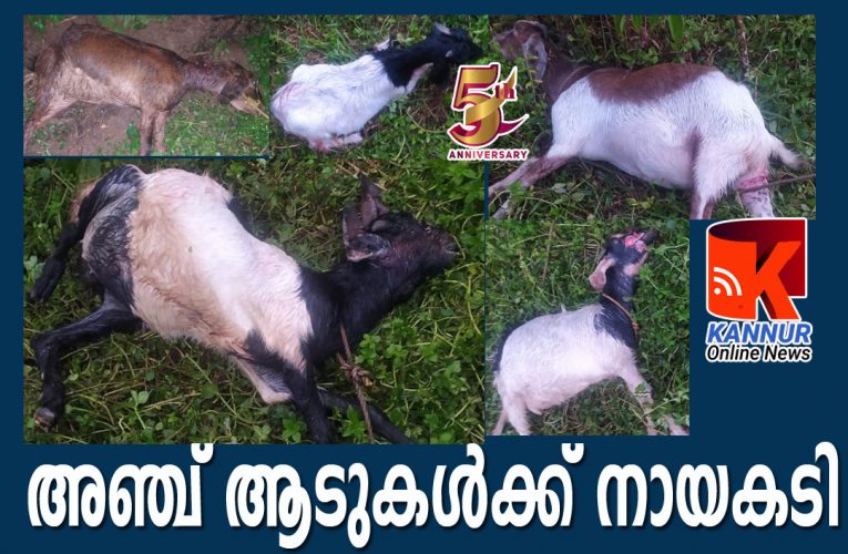 അഞ്ച് ആടുകള്‍ക്ക് നായകടി, നാലെണ്ണം ചത്തു.