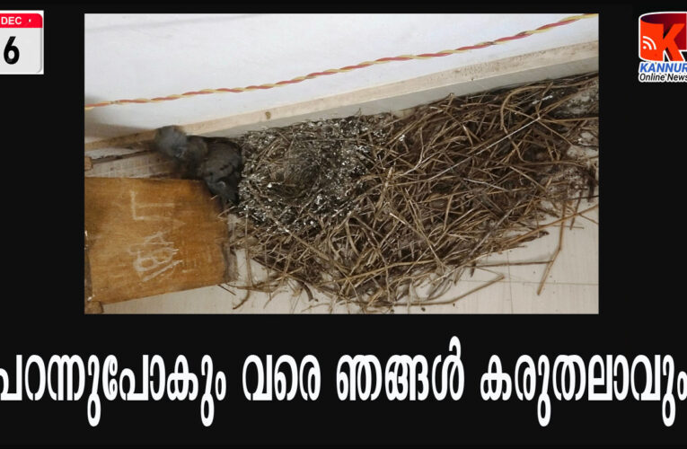 മാടപ്രാവിന് ഈറ്റില്ലമൊരുക്കി കരിമ്പം കള്‍ച്ചറല്‍ സെന്റര്‍ വായനശാല പ്രവര്‍ത്തകര്‍ മാതൃകയായി.