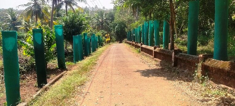 കുരുമുളകിന് താങ്ങുമരം വേണമെന്ന് ആരാ പറഞ്ഞത്?