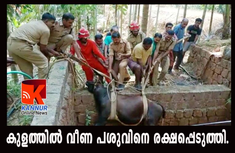 കുളത്തില്‍ വീണ പശുവിനെ രക്ഷപ്പെടുത്തി.