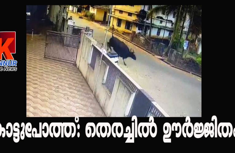 കാട്ടുപോത്തിനെ പിടികൂടാന്‍ രാത്രിയിലും തെരച്ചില്‍