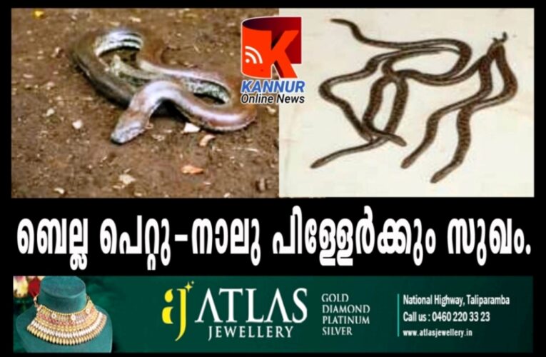 ബെല്ല പ്രസവിച്ചു-നാല് കുഞ്ഞുങ്ങള്‍ ഇനി സ്‌നേക്ക്പാര്‍ക്കിലെ അതിഥികള്‍.