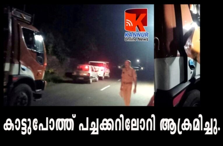 കാട്ടുപോത്ത് പച്ചക്കറിലോറി ആക്രമിച്ചു.