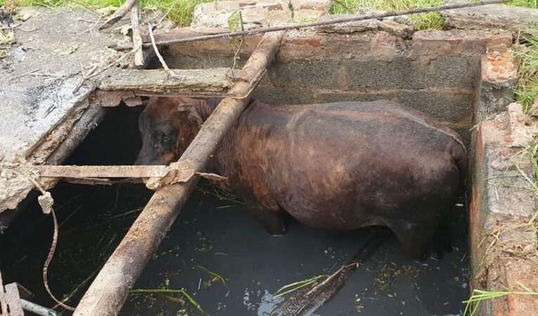 സെപ്റ്റിക്ക് ടാങ്കിനകത്ത് വീണ പശുക്കുട്ടിയെ പയ്യന്നൂര്‍ അഗ്നിശനസേന രക്ഷപ്പെടുത്തി.