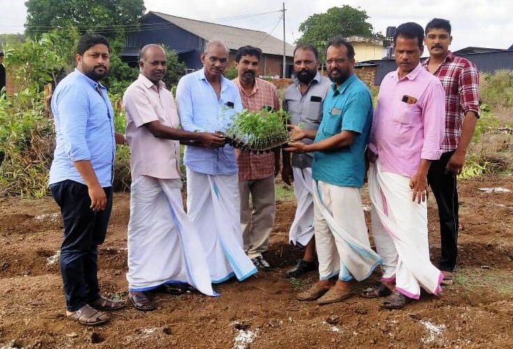 മാതമംഗലം കൂട്ടായ്മയുടെ ചെണ്ടുമല്ലികൃഷി ആരംഭിച്ചു.