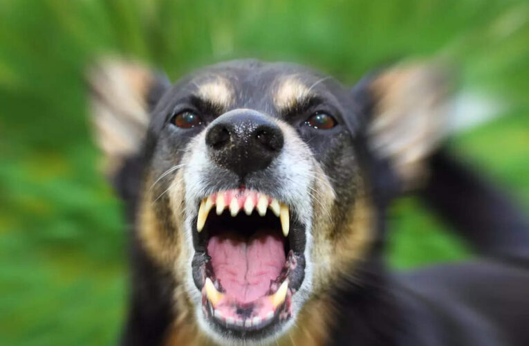 ചെറുതാഴത്ത് തെരുവ്‌നായ്ക്കള്‍ 10 വയസുകാരിയെ ആക്രമിച്ചു