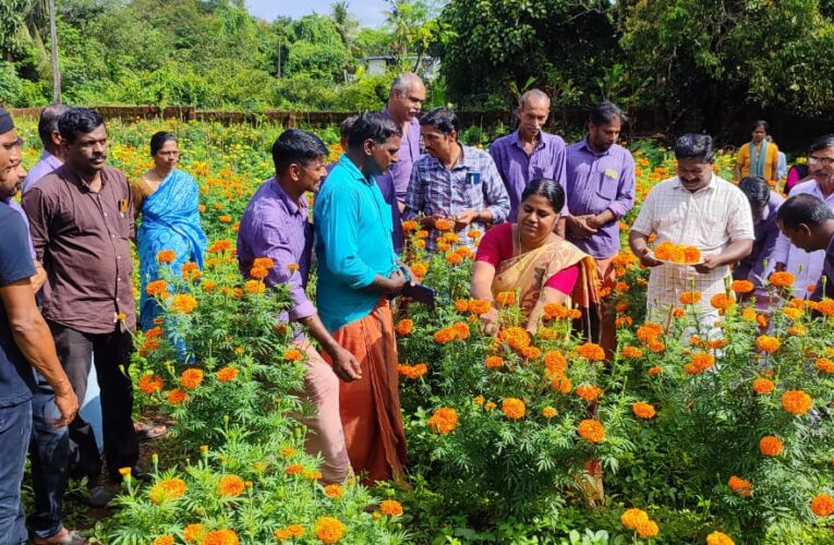 കുറുമാത്തൂരില്‍ പൂകൃഷിയുടെ വിളവെടുപ്പ്.