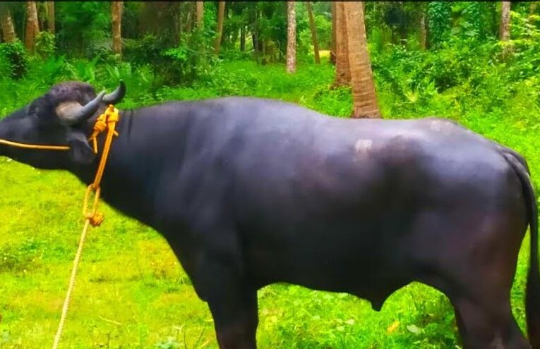 ആറളംഫാമിലെ വീട്ടുപറമ്പില്‍ നിന്ന് മോഷ്ടിച്ച പോത്തിനെ തളിപ്പറമ്പില്‍ നിന്നും കണ്ടെത്തി.