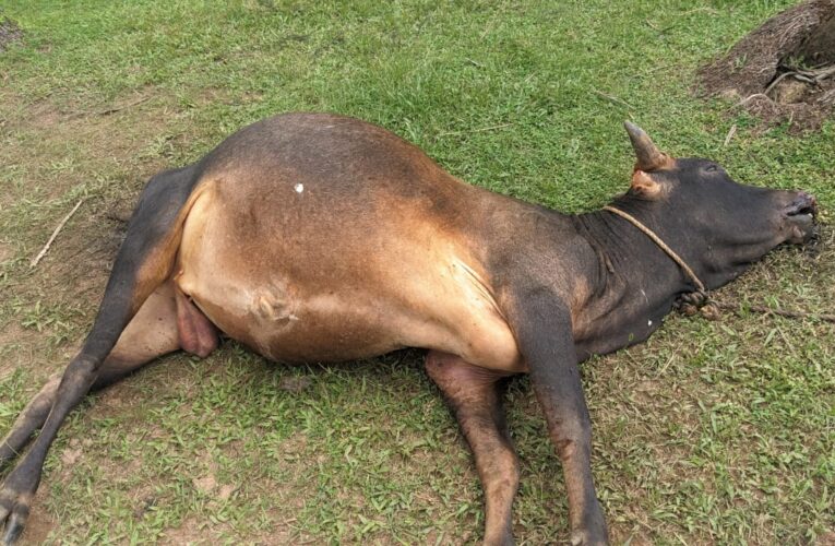 കാളയെ തെരുവുനായ്ക്കള്‍ കടിച്ചുകീറി-സംഭവം പട്ടുവത്ത്.