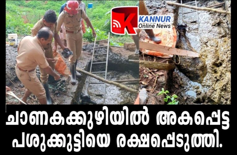 ചാണകക്കുഴിയില്‍ അകപ്പെട്ട പശുക്കുട്ടിയെ രക്ഷപ്പെടുത്തി.