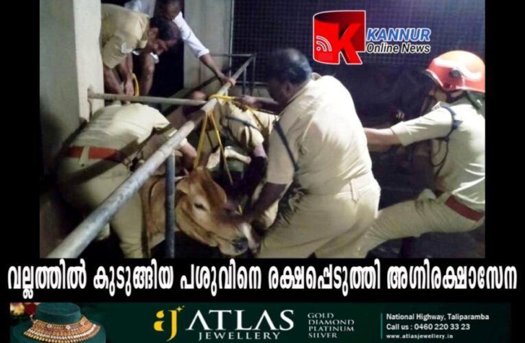 വല്ലത്തില്‍ വീണ് കുടുങ്ങിക്കിടന്ന പശുവിനെ അഗ്നിരക്ഷാസേന രക്ഷപ്പെടുത്തി.