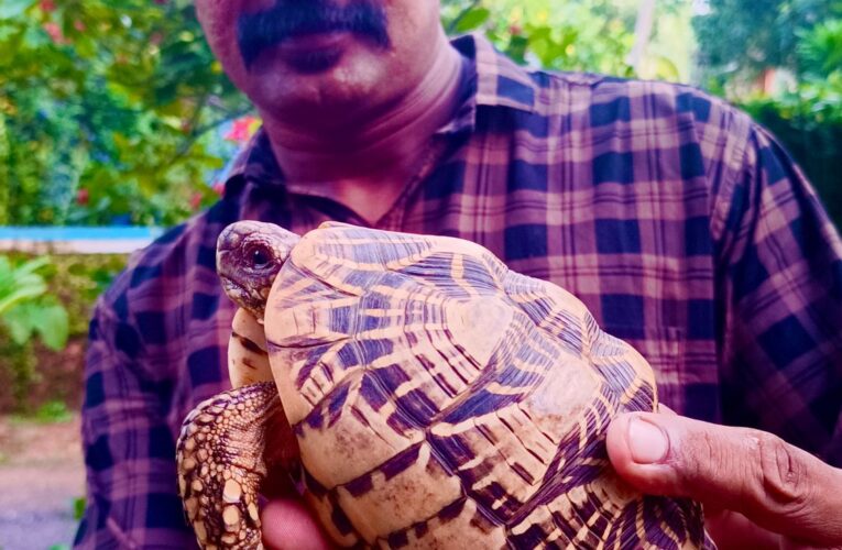 ചക്കരക്കല്ലില്‍ നക്ഷത്രആമയെ കണ്ടെത്തി.