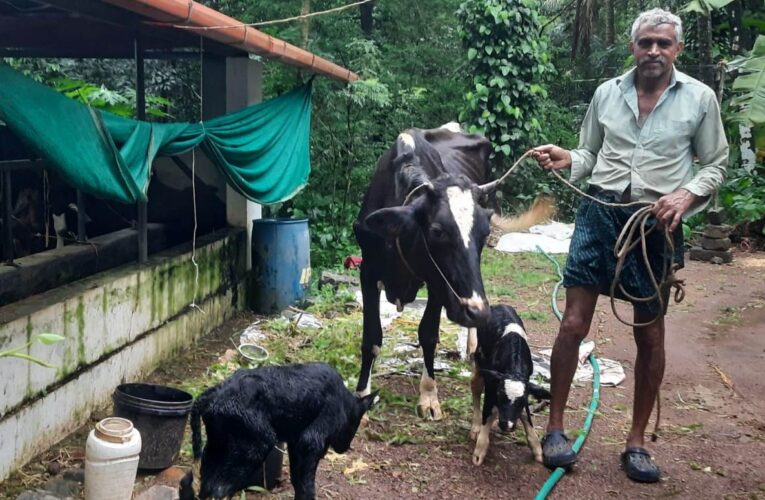 പശു ഇരട്ടപെറ്റു-തള്ളക്കും മക്കള്‍ക്കും സുഖം തന്നെ.