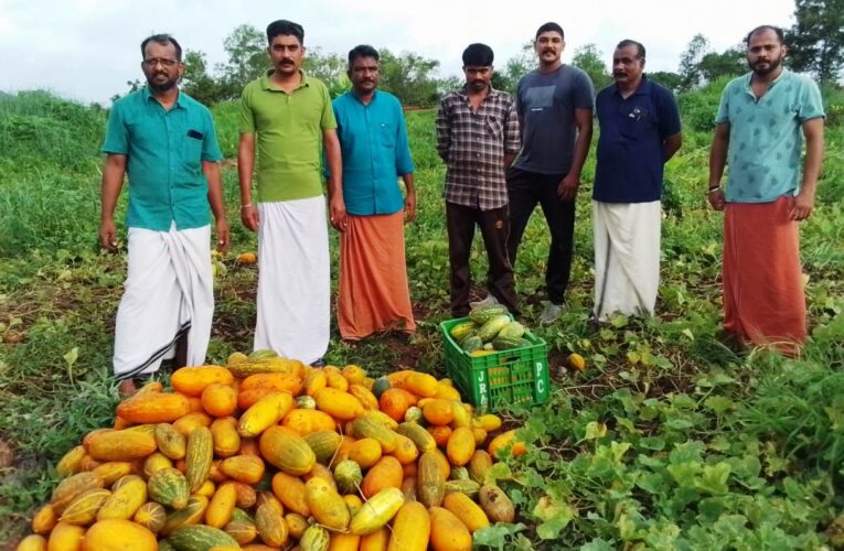 മാതമംഗലം കൂട്ടായ്മയുടെ പച്ചക്കറി കൃഷി വിളവെടുത്തു-