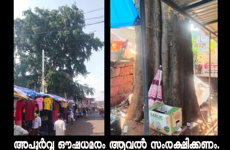 മരംമാഫിയയുടെ ഭീഷണിയില്‍ താലൂക്ക് ഓഫീസ് വളപ്പിലെ അൂര്‍വ്വമായ ആവല്‍മരം.