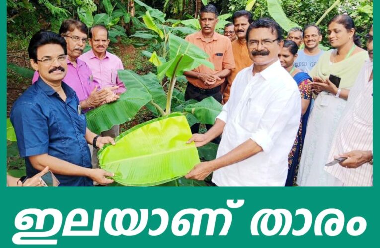 ഇലവാഴ കൃഷി-വാഴകൃഷിയിലെ വൈവിധ്യം-ആന്തൂര്‍ മാതൃക