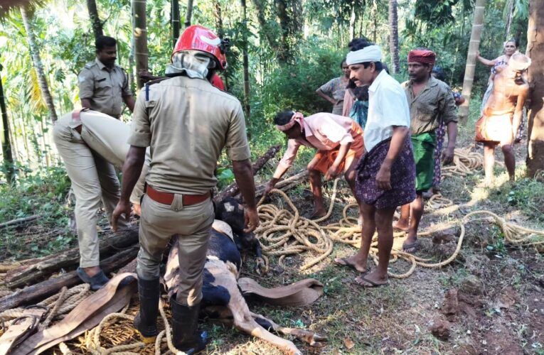 പശുവും കിണറും-പെരിങ്ങോം അഗ്നിരക്ഷാസേന പശുവിനെ രക്ഷപ്പെടുത്തി.