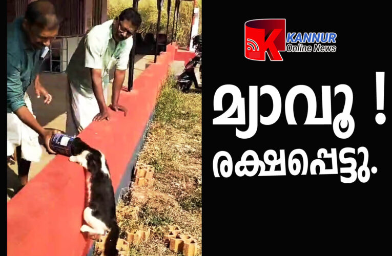 പെയിന്റ് ടിന്‍ തലയില്‍ കുടുങ്ങിയ പൂച്ചയെ രക്ഷപ്പെടുത്തി.