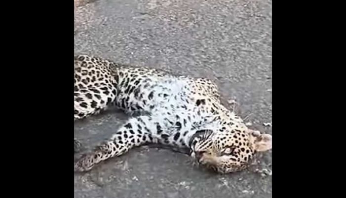 നെല്ലിയാമ്പതിയില്‍ റോഡില്‍ പുലി ചത്തനിലയില്‍.