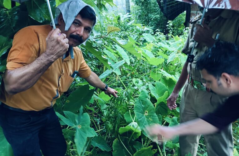 പാലക്കോട് കഞ്ചാവ് ചെടി കണ്ടെത്തി.