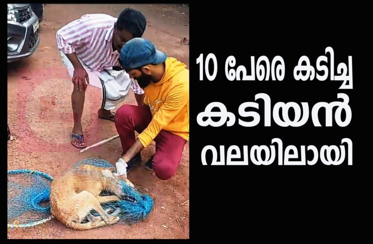 കടിയന്‍ നായയെ നഗരസഭാ ജീവനക്കാര്‍ ഓടിച്ചു പിടിച്ചു-ശേഷം ചിന്തനീയം