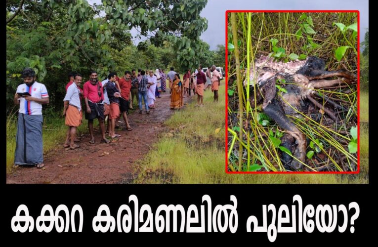 കക്കറ കരിമണലില്‍ പുലിയോ? വളര്‍ത്ത് നായയെ കടിച്ചു കൊന്ന നിലയില്‍