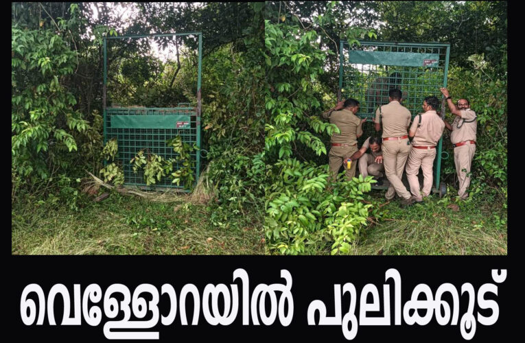 പുലിയെ കണ്ടു, പിടികൂടാനായി വനംവകുപ്പ് കൂട് സ്ഥാപിച്ചു.