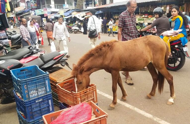 തളിപ്പറമ്പ് നഗരത്തില്‍ കുതിരശല്യം-ആനിമല്‍ വെല്‍ഫേര്‍ ബോര്‍ഡിന് പരാതി.