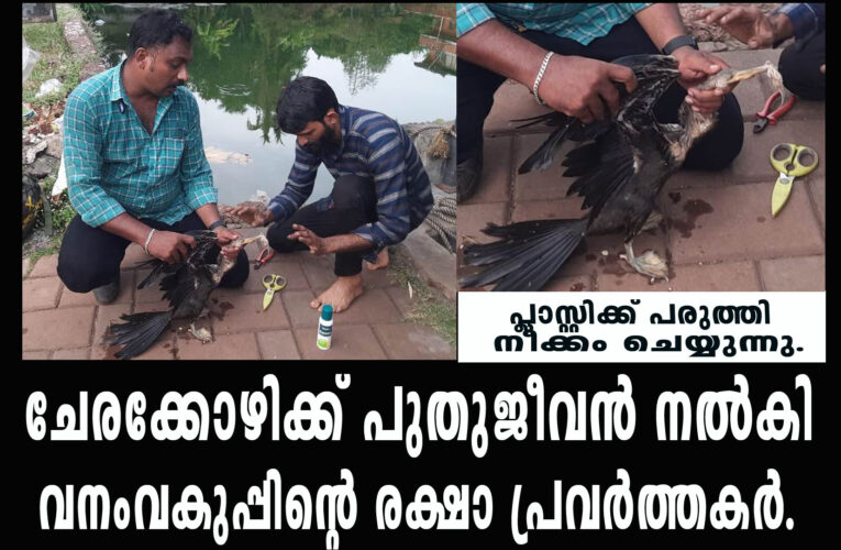 ചേരക്കോഴിക്ക് പുതുജീവന്‍ നല്‍കി വനംവകുപ്പിന്റെ രക്ഷാ പ്രവര്‍ത്തകര്‍.
