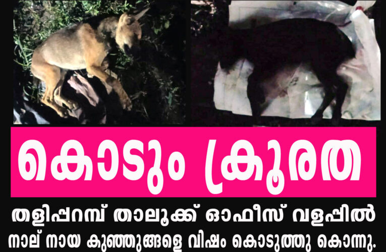 കൊടും ക്രൂരത-തളിപ്പറമ്പ് താലൂക്ക് ഓഫീസ് വളപ്പില്‍ നായക്കുഞ്ഞുങ്ങളെ വിഷം കൊടുത്തുകൊന്നു.