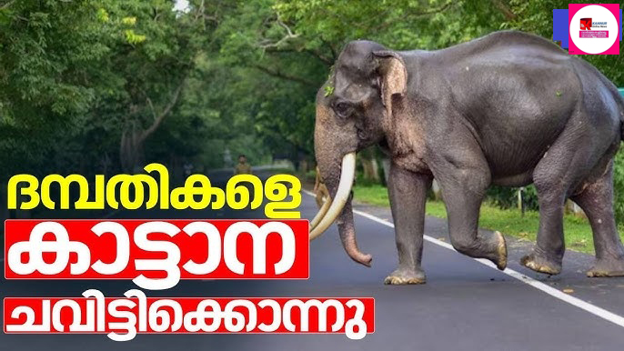 ആറളം ഫാമില്‍ കാട്ടാന ആക്രമണത്തില്‍ ആദിവാസി ദമ്പതികള്‍ക്ക് ദാരുണാന്ത്യം.