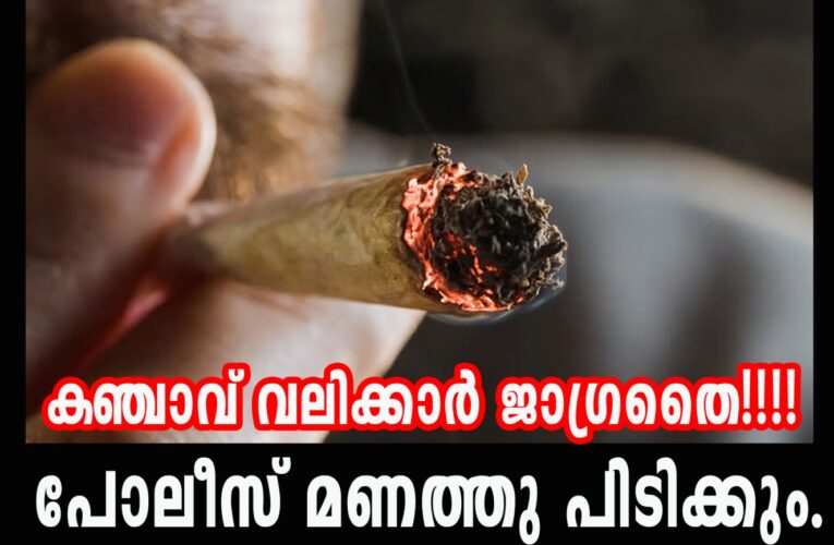 കഞ്ചാവ് ലഹരിക്കാര്‍ക്കെതിരെ നടപടി ശക്തമാക്കി തളിപ്പറമ്പ് പോലീസ്-ഇന്നലെ 8 കേസുകള്‍ രജിസ്റ്റര്‍ചെയ്തു.