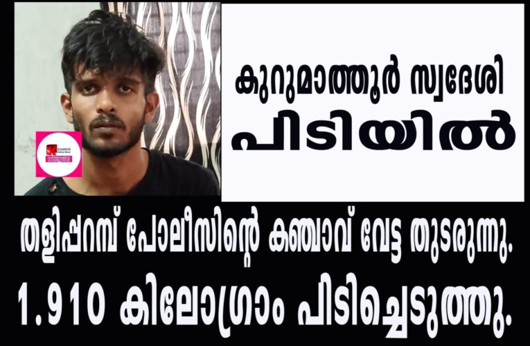 കഞ്ചാവ് വേട്ട തുടരുന്നു.  1.910 കിലോഗ്രാം പിടിച്ചെടുത്തു, യുവാവ്  അറസ്റ്റില്‍