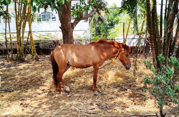 ശല്യക്കാരന്‍കുതിര ഇനി പയ്യോളിയില്‍.