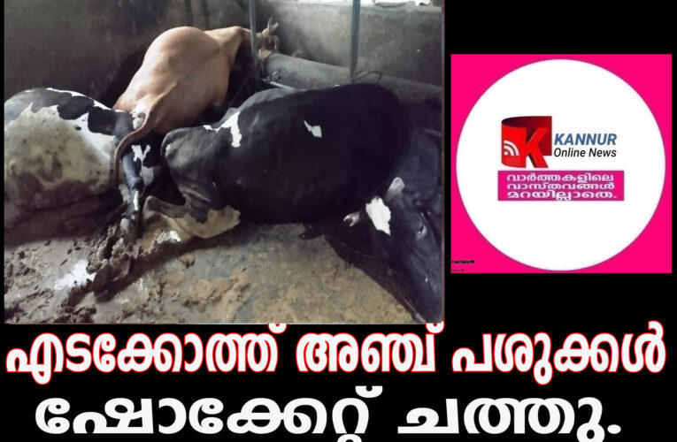 എടക്കോത്ത് അഞ്ച് പശുക്കള്‍ ഷോക്കേറ്റ് ചത്തു.