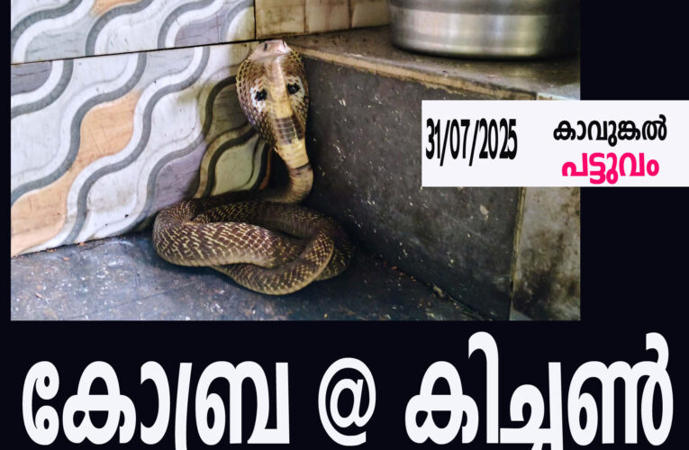 അടുക്കളയില്‍ കയറിയ മൂര്‍ഖനെ പിടികൂടി.
